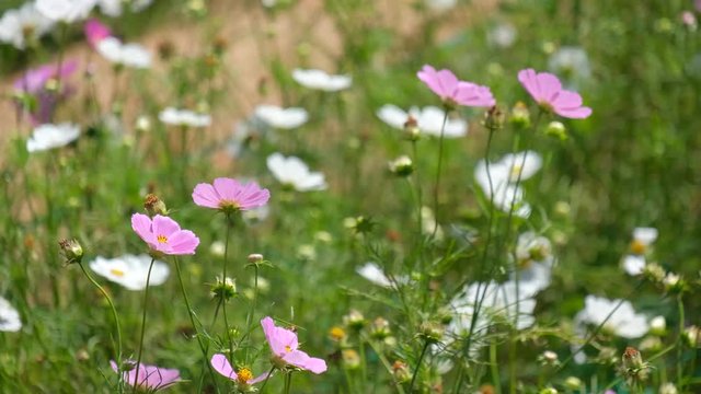 Cosmos flowers field blooming in spring season. Royalty high-quality free stock video footage of beautiful garden with white cosmos flower and pink cosmos flower in sunny day and swaying in wind 