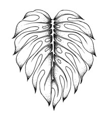 Leaf of monstera palm tree, isolated on white background. Vector sketch © Sunny March
