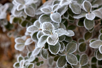 plant in the snow