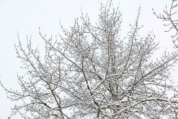 Fototapeta na wymiar Branches covered with snow