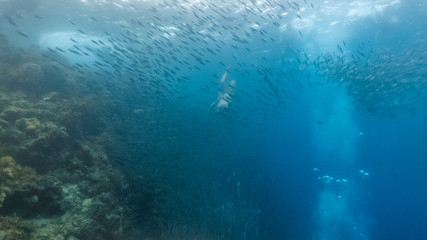 Fototapeta na wymiar Skin diving with school of sardines in sexy bikini