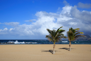 Pristine Caribbean beach with palm trees
