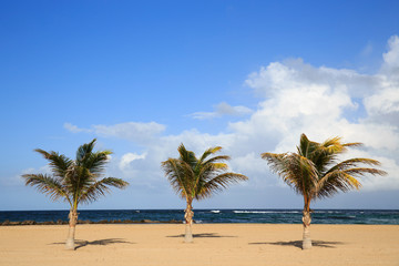 Obraz premium Pristine Caribbean beach with palm trees 