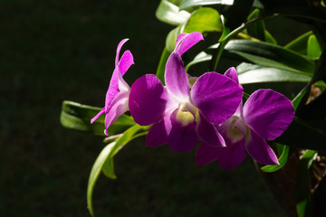 Blossom PurPle Orchids With Dark Background