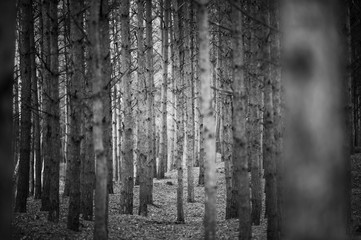 Obraz premium Tree trunks array of pine trees