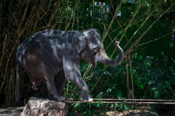 a large gray elephant shows a circus performance on a small bedside table and two poles