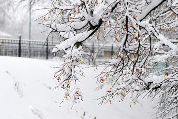 Tree branches covered with heavy snow in a city park