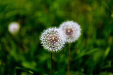 Dandelion on the field