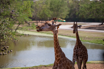free-range giraffes on a background of nature