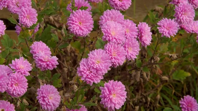 Pink Chrysanthemum Morifolium