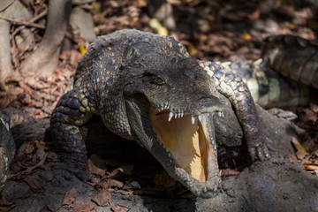 A large crocodile to us sideways with an open mouth in which one can see the sharp teeth of a...