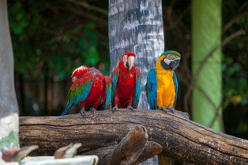 three colored parrots red and yellow with green and blue wings sitting on a branch against the backdrop of a tree...