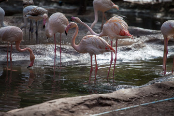 pink flamingos drink water among stones