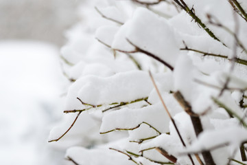 Branches of a bush covered with heavy snow close up