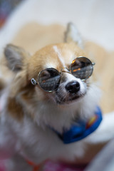 Dog with Sunglasses at Temple Market Hong Kong
