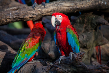 two big red with blue and green parrots sit close to us on a wooden branch witn open eyes