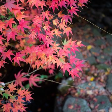 秋の紅葉・もみじ