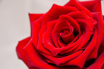 three rose. flowers isolated on white background