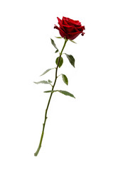 Rose flower isolated on white background