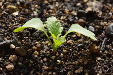 発芽したハツカダイコン