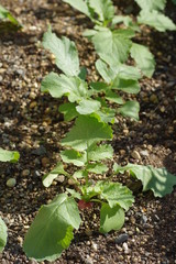 二十日大根の栽培