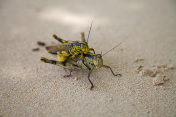 Insect do close on the beach