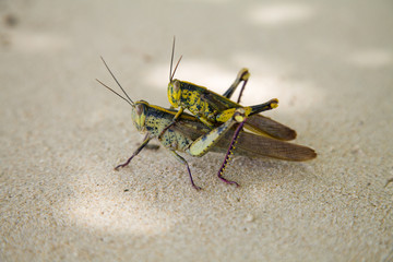 Insect do close on the beach