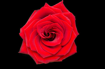 Rose flower isolated on black background
