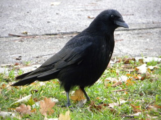 Crow