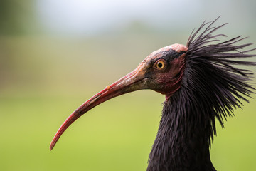 Waldrapp_10