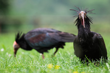 Waldrapp_8