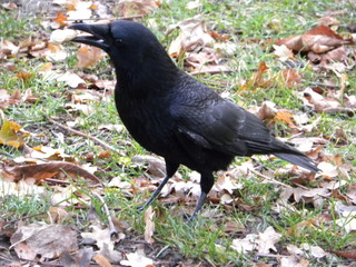 Crow