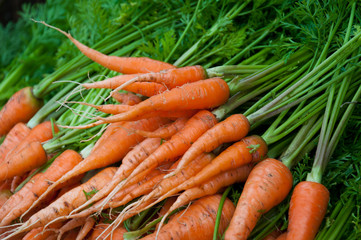 Fresh organic carrots