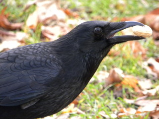 Crow
