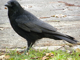 Crow