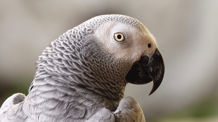 Afrigan grey parrot bird pet animals wildlife nature 