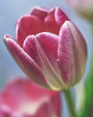Fototapeta na wymiar Pink tulip close up, blue sky for background