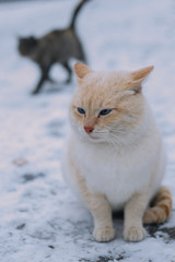 Sad cat in the street.
