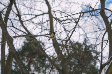 Tit on the branch.