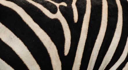 Fototapeta na wymiar Black and white lining of the Zebra 