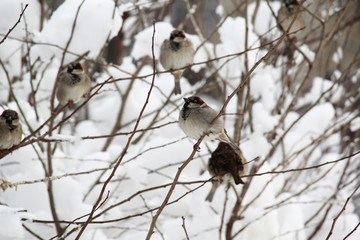 Sparrows in a park during winter season, Moscow