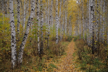 Fototapeta premium autumn forest