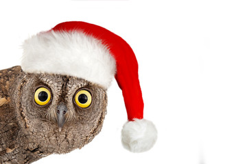 European scops owl, Otus scops, with santa hat. Isolated on white background