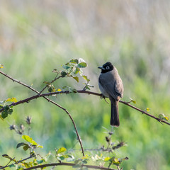 Isolated Pycnonotus bird in the wild- Israel