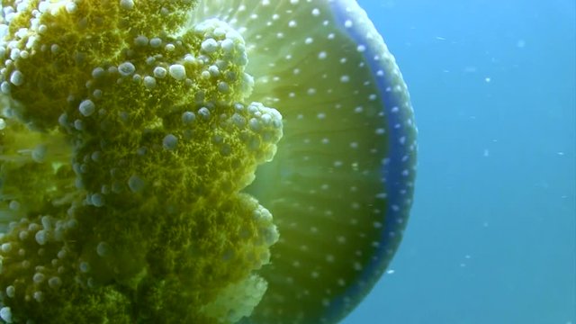 Rhizostone Jellyfish Close up
Filmed with Canon HF G20 camera in Gates Underwater housing on Koh Tao/Thailand. 1080 HD