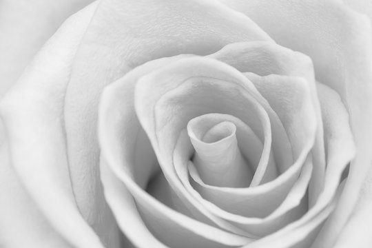 Closeup Gray Rose Flower Soft Focus