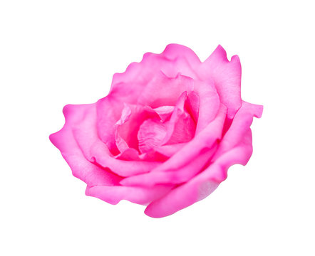 Red rose isolated on white background, clipping path and - soft focus