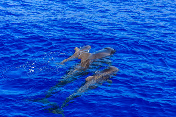 Obraz premium Trio en el Mar