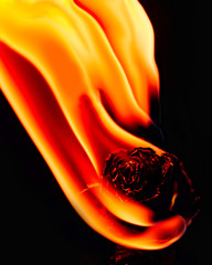 Rose on fire on black background
