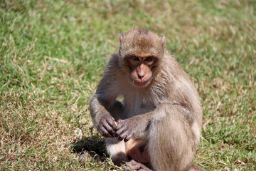 Naklejka premium Crab-eating Macaque monkey sitting on the greensward.